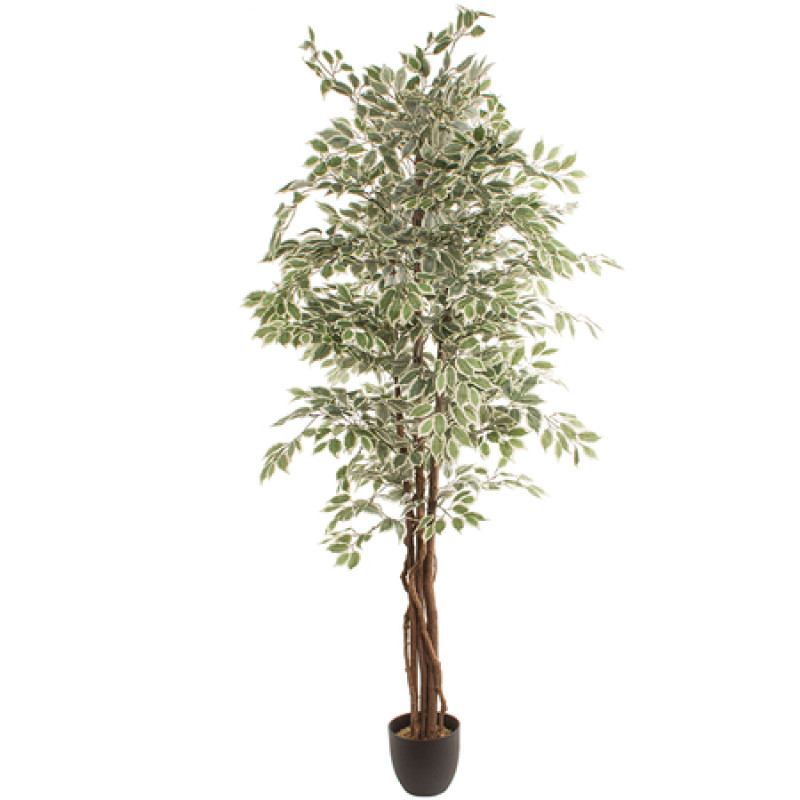 Mākslīgais augs FICUS 2.20m